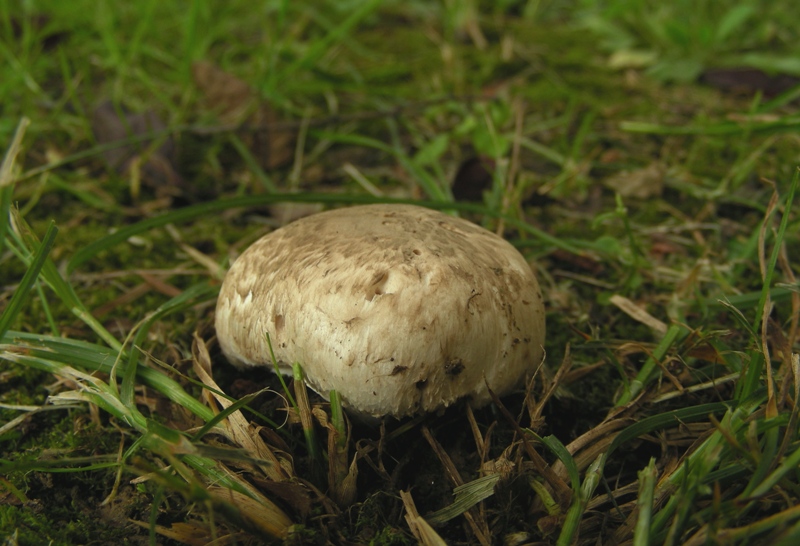 Agaricus bresadolanus?